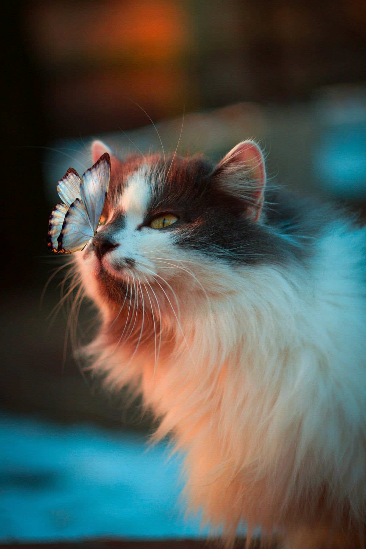Why Routine Matters More Than You Think for Your Pet's Happiness