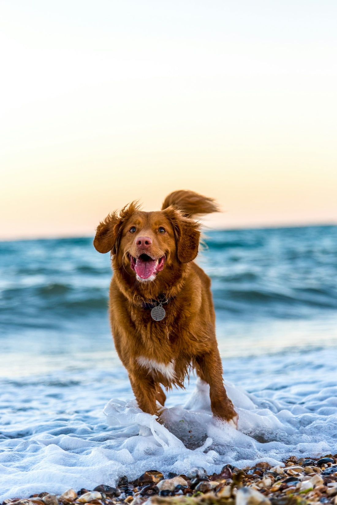 How to Tell If Your Pet Is Stressed (And What to Do About It)