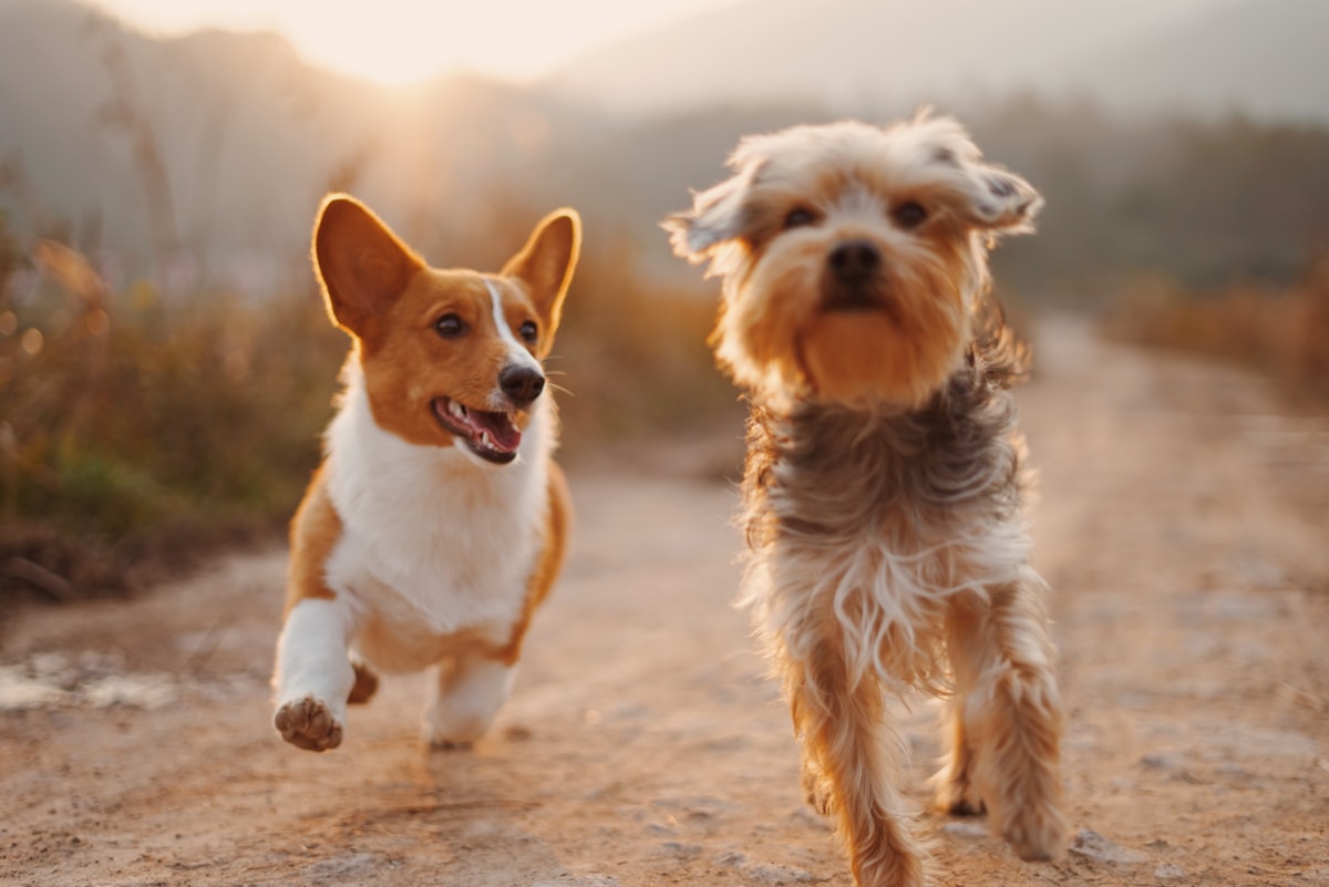 Two dogs playing outdoors in summer