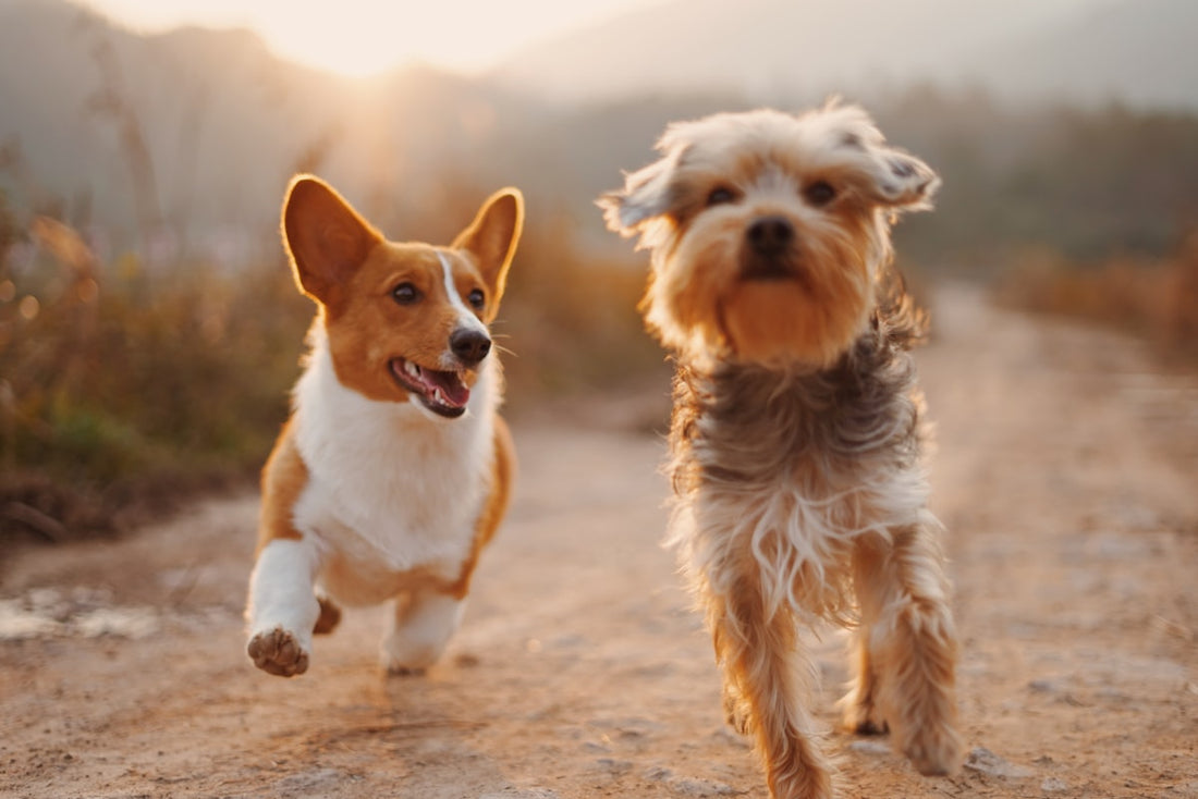 The Ultimate Guide to Choosing the Right Toy for Your Pet
