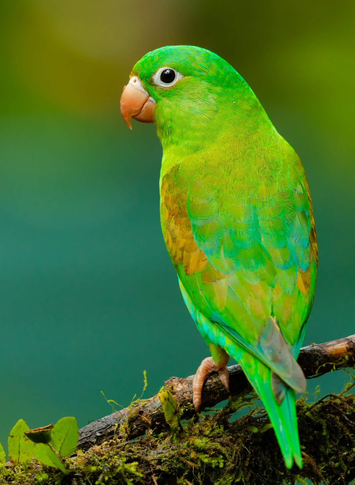 A colourful parrot perched on a branch looking curious