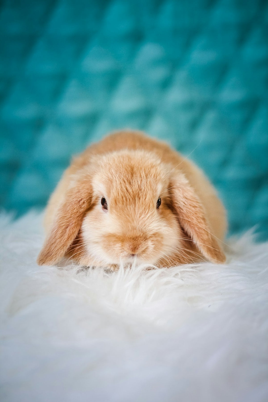 Cute guinea pig small pet care