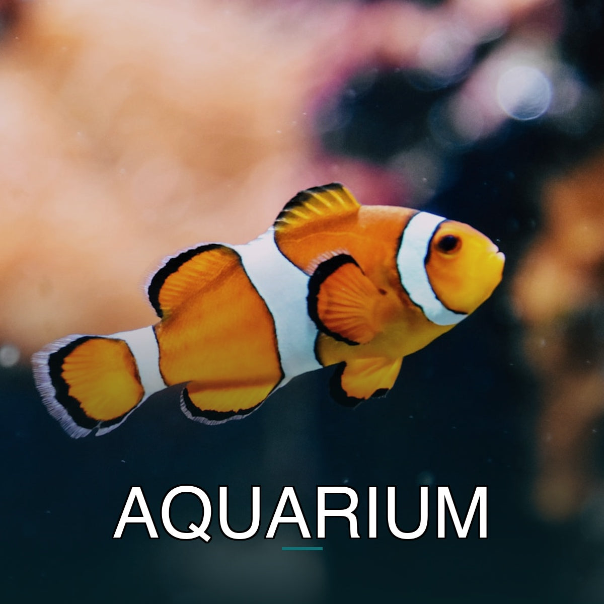 Aquarium