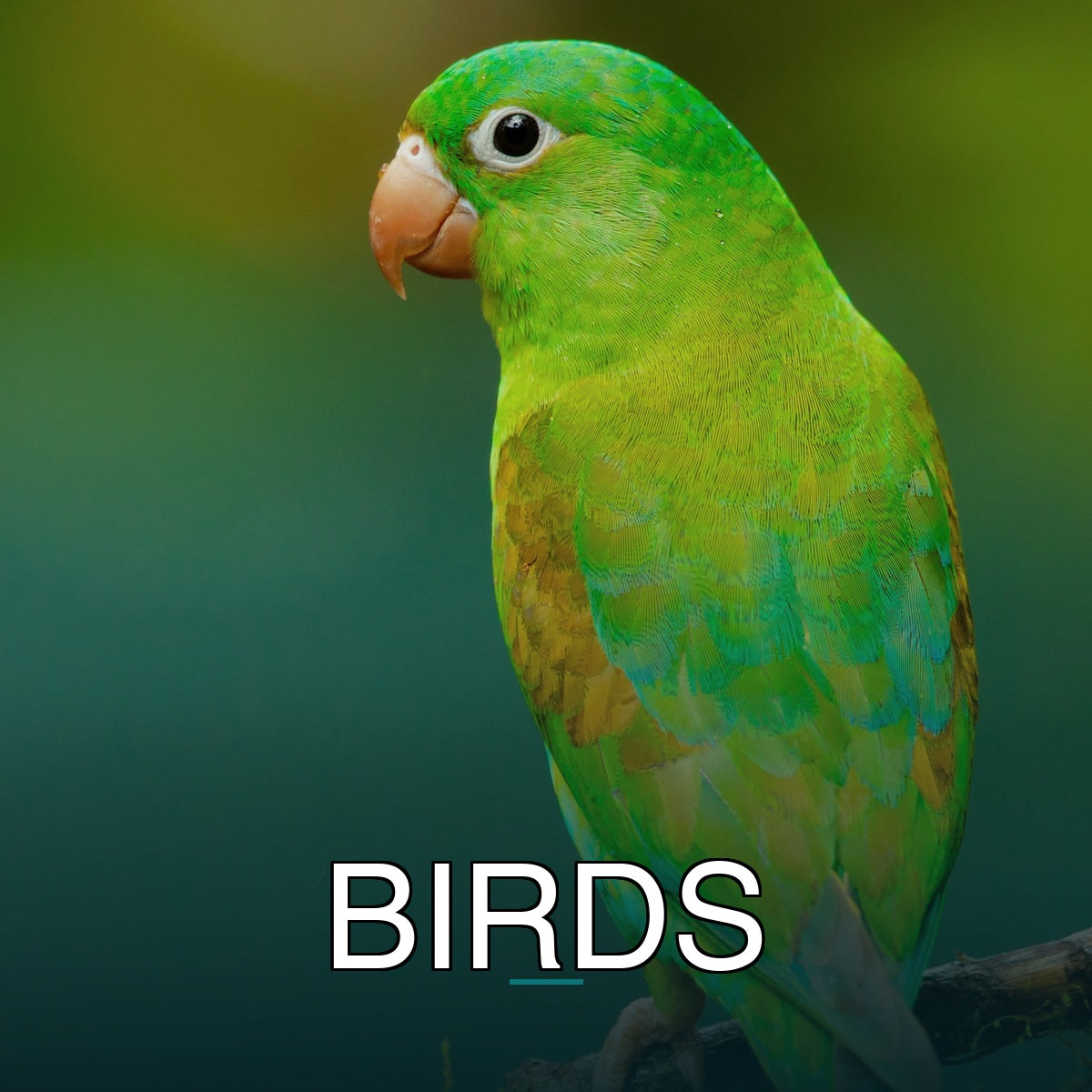 Birds