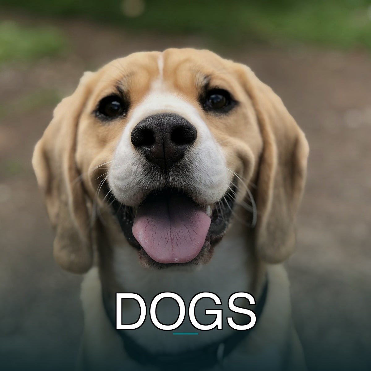 Dogs