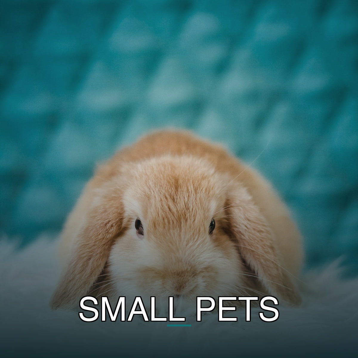 Small Pets