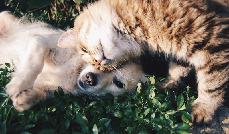 Best Sellers - Top Rated Pet Supplies