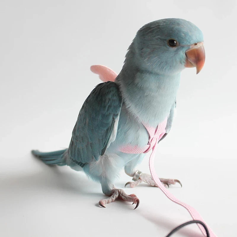 Parrot Flight Harness & Leash - Outdoor Training Suit