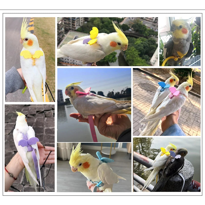 Parrot Flight Harness & Leash - Outdoor Training Suit