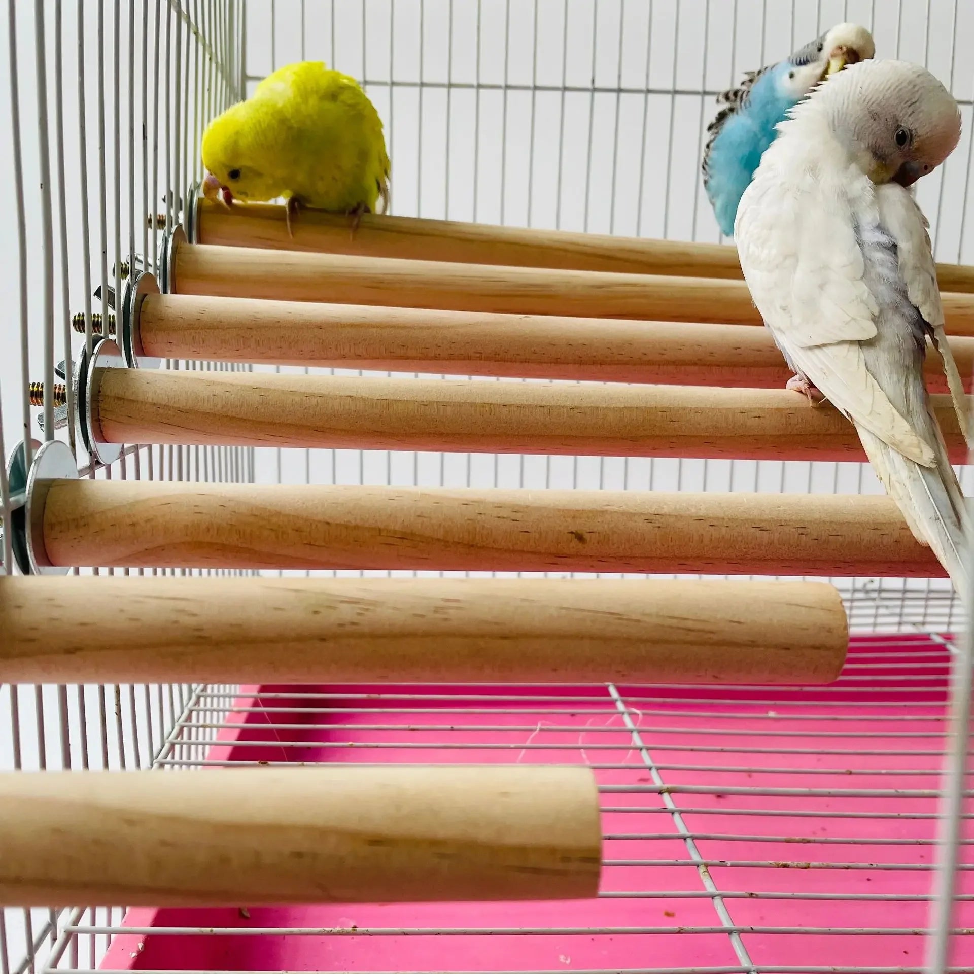 Parrot Standing Perch - Natural Wood Hanging Rack with Toys