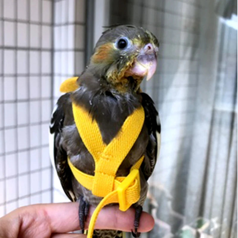 Parrot Flight Harness & Leash - Outdoor Training Suit