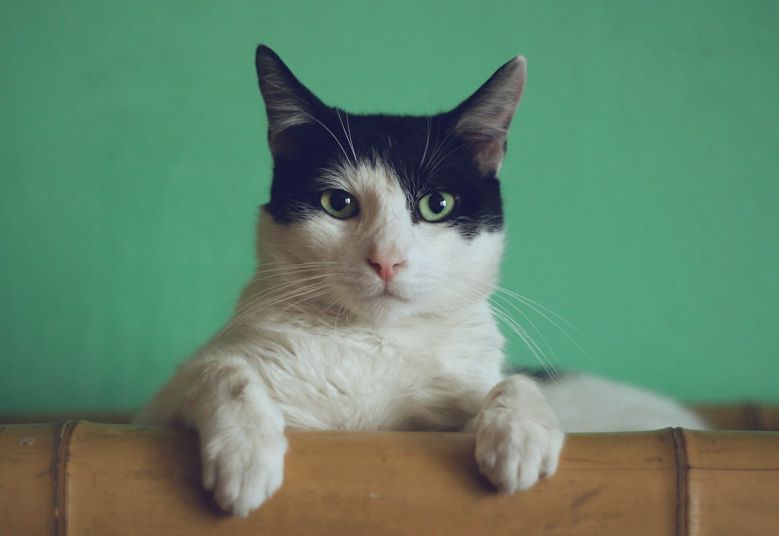 Cute orange cat lifestyle photo