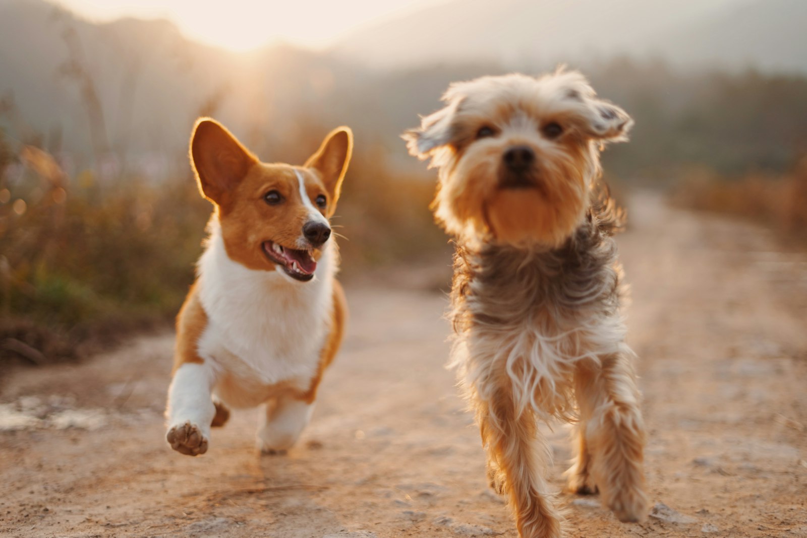 Two dogs running and playing together