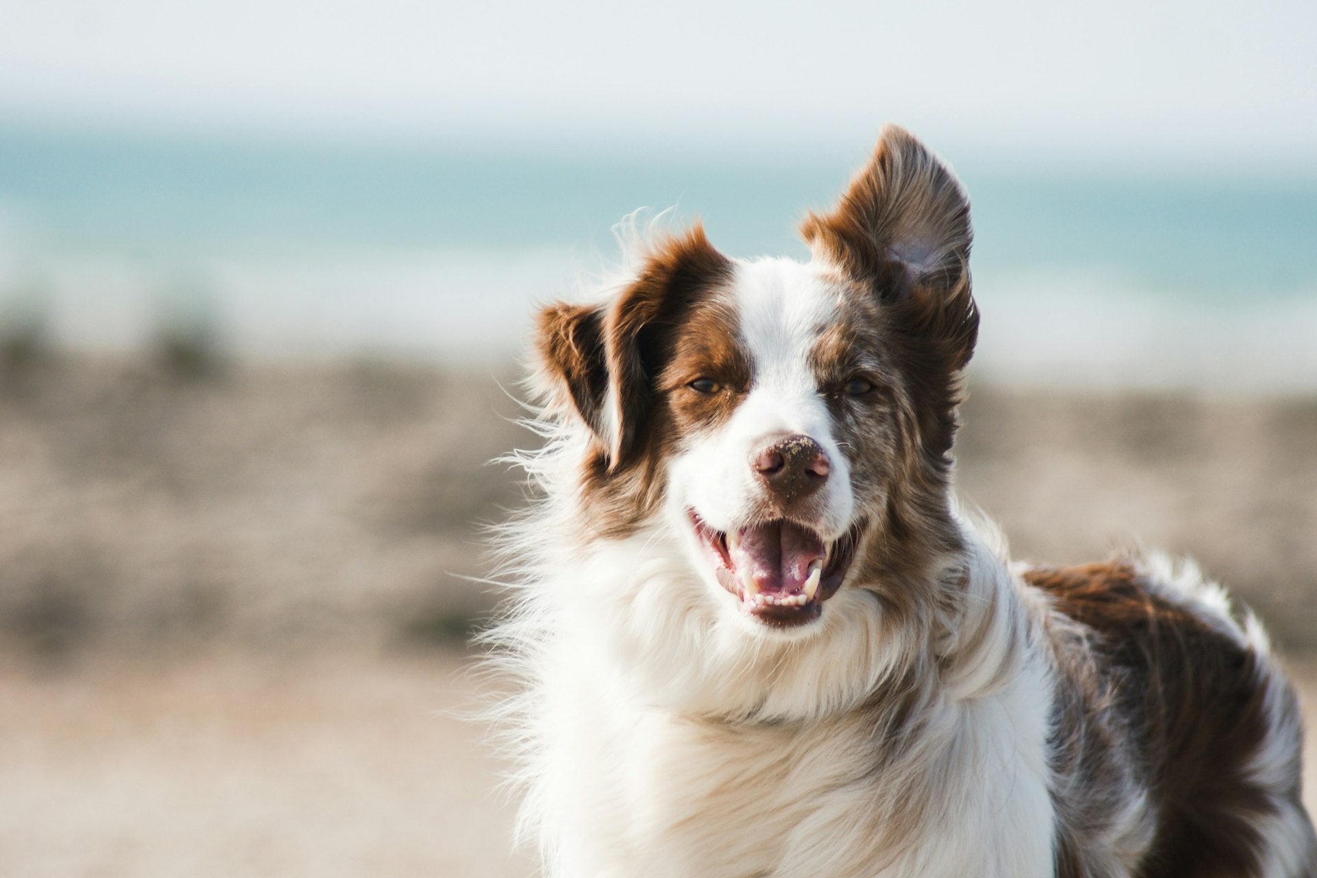 Happy golden retriever hero banner