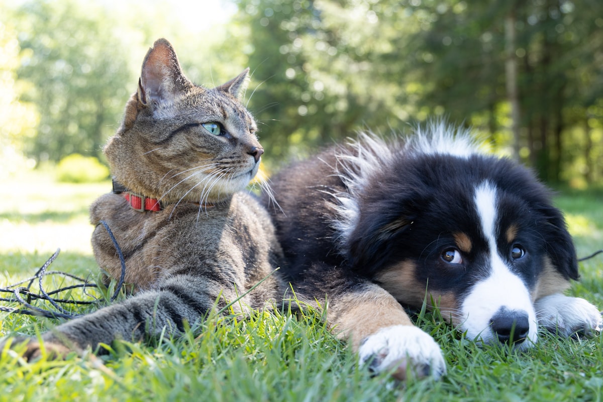 Cat and dog relaxing together on grass - New Pet Parent Welcome Pack